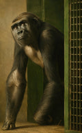 Female Gorilla — First Light at the Threshold, School of George Stubbs