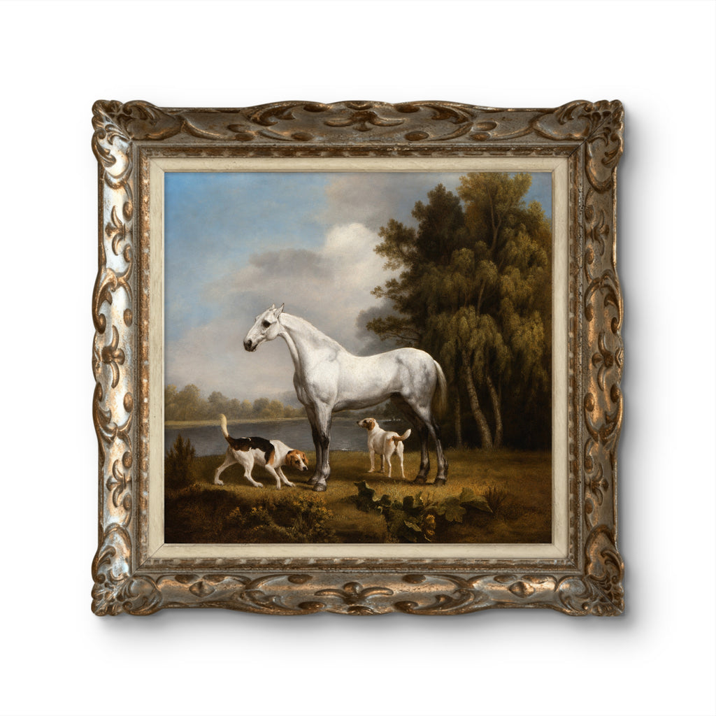 Dapple Grey Hunter with Foxhounds
