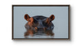 Moment of Stillness, Leopard Song Game Reserve, Hippo, — An Elliott Best Original Photograph