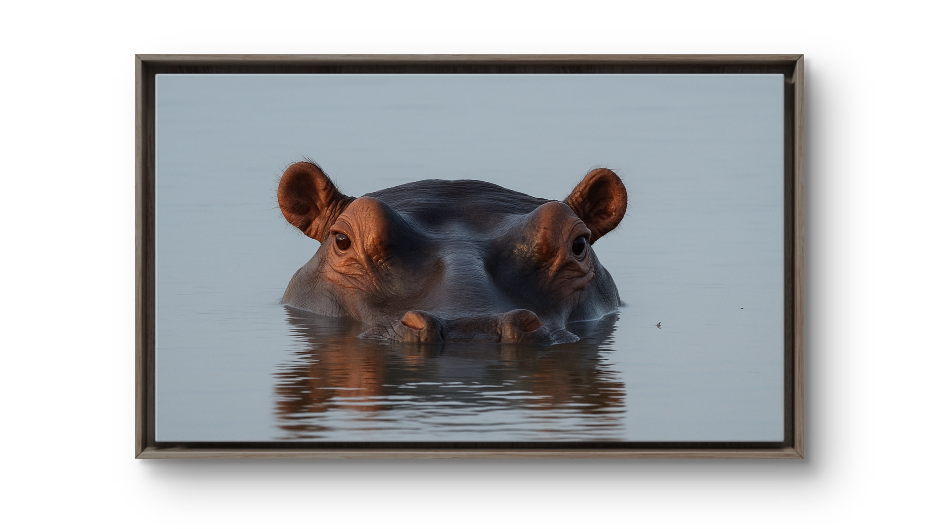 Moment of Stillness, Leopard Song Game Reserve, Hippo, — An Elliott Best Original Photograph