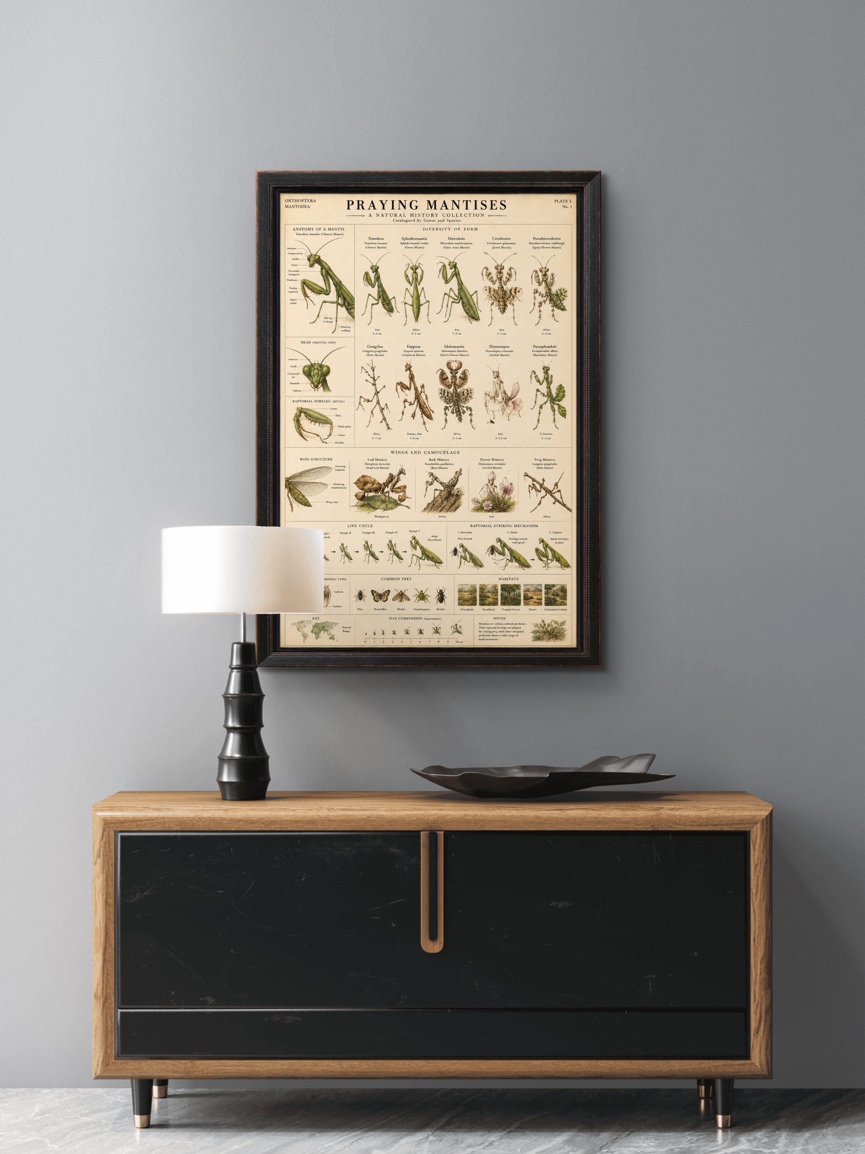 Grasshoppers