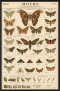 Moths
