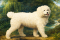 Stubbs, George (1724-1806) - Water spaniel dog 1804