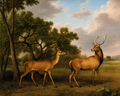 Stubbs, George (1724-1806) - Red deer stag & hind 1792