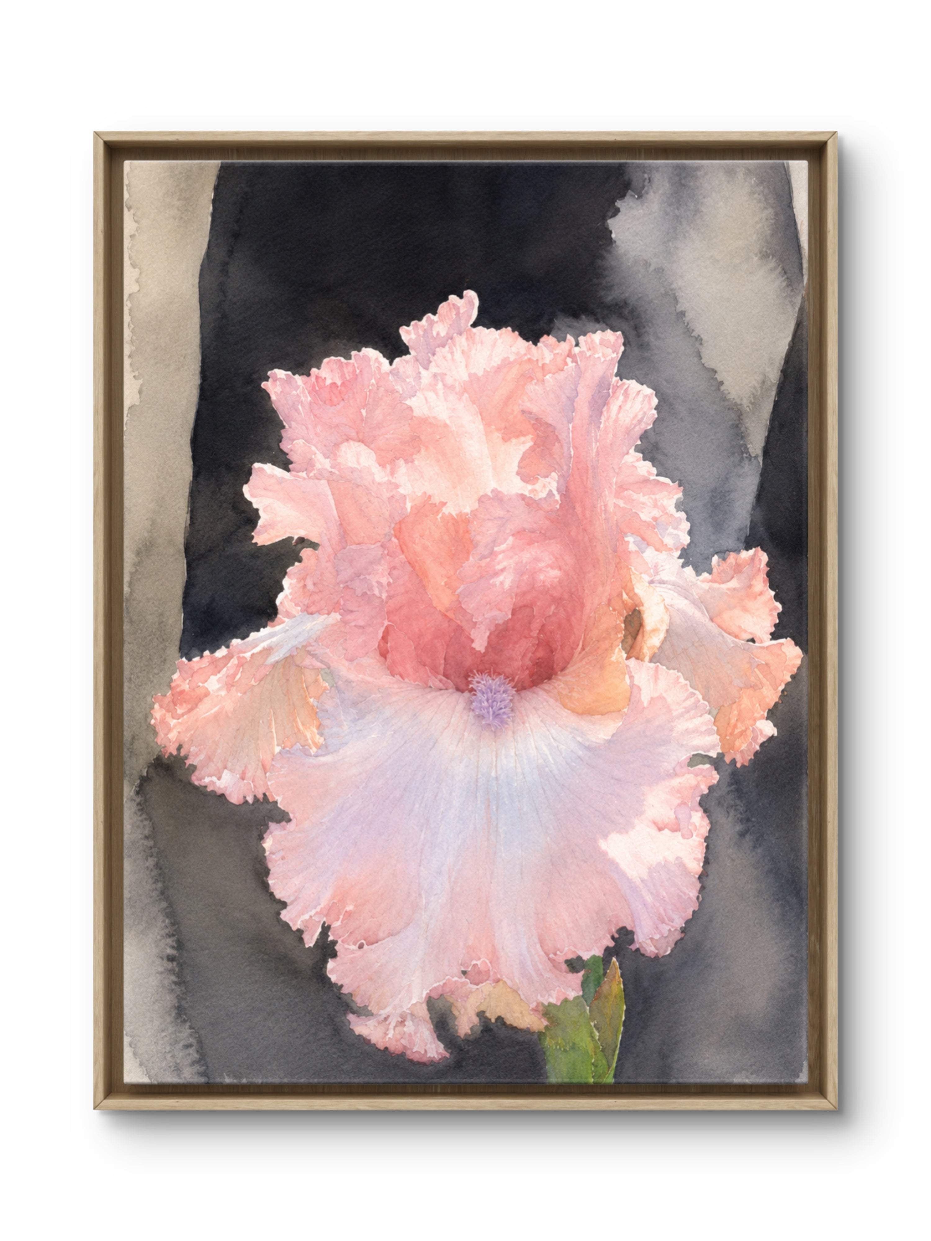 Open Pink Peony