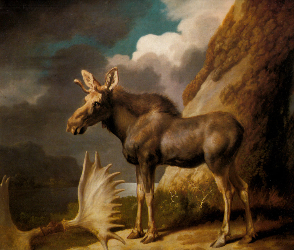 "Moose with Antlers," school of George Stubbs