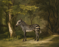 "Plains Zebra," by George Stubbs