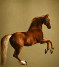 Stubbs, George (1724-1806) - Whistlejacket