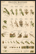 Praying Mantis — Naturalist Specimen Plate IV, Elliott Best Natural World Collection